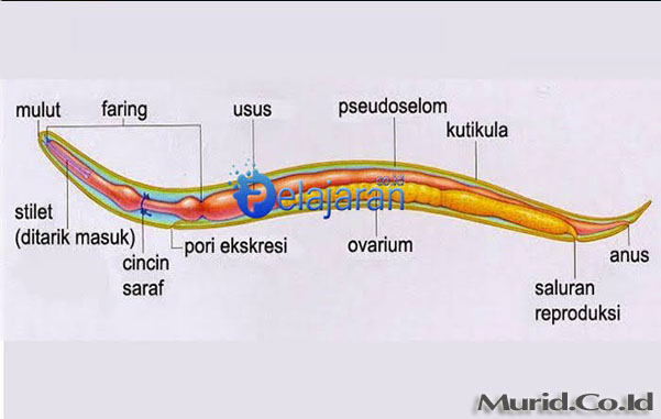 Alat reproduksi nemathelminthes - Karakteristik filum nemathelminthes, Gambar reproduksi nemathelminthes